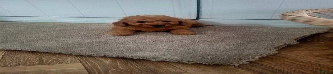Cockapoo Puppy 1