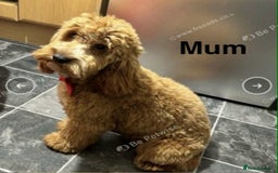 Cockapoo dogs for sale: Adorable Cockapoo Puppies Ready for Loving Homes - Image 8