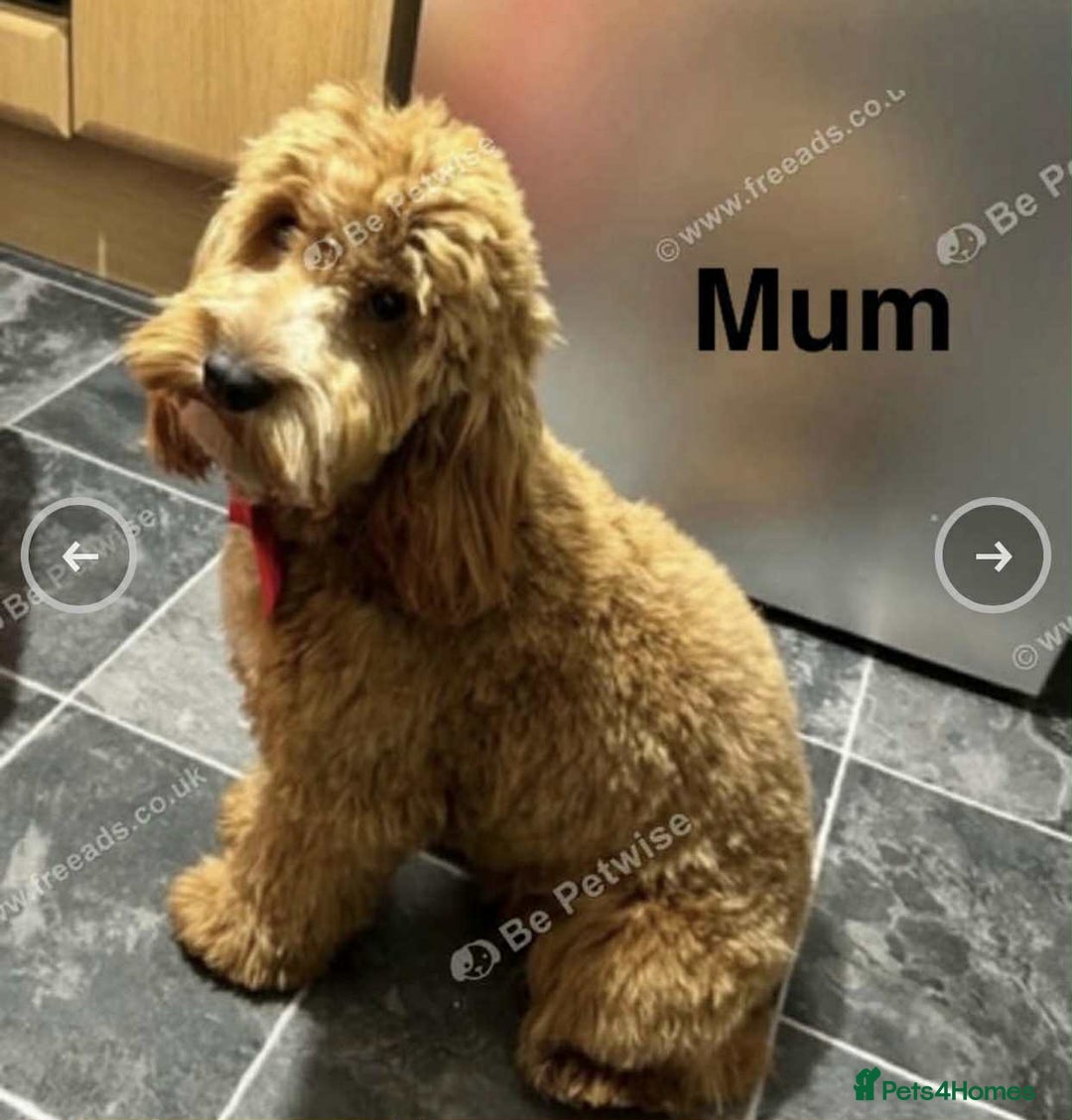 Cockapoo dogs for sale: Adorable Cockapoo Puppies Ready for Loving Homes - Image 8