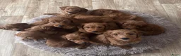 Australian Labradoodle dogs for sale: ✨WALA superior Australian labradoodle list✨  - Advert 2