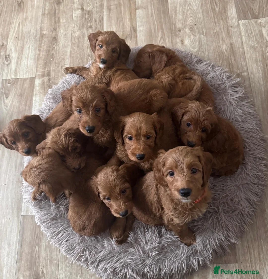 Australian Labradoodle dogs for sale: ✨WALA superior Australian labradoodle list✨  - Advert 2