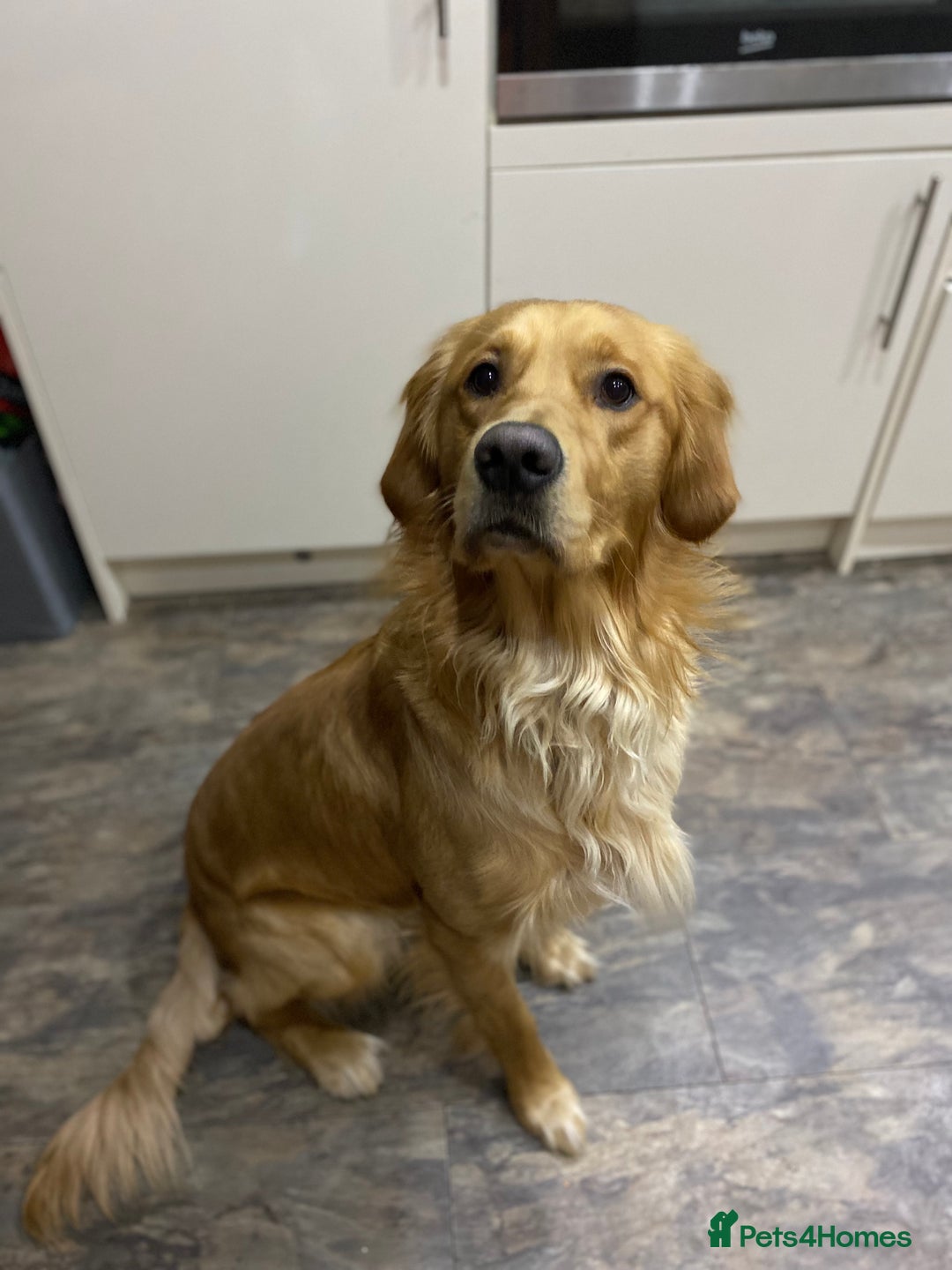 Golden Retriever dogs for stud: For stud in Fleetwood - Advert 1