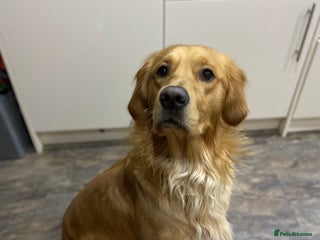 Golden Retriever dogs in Fleetwood - Advert 1