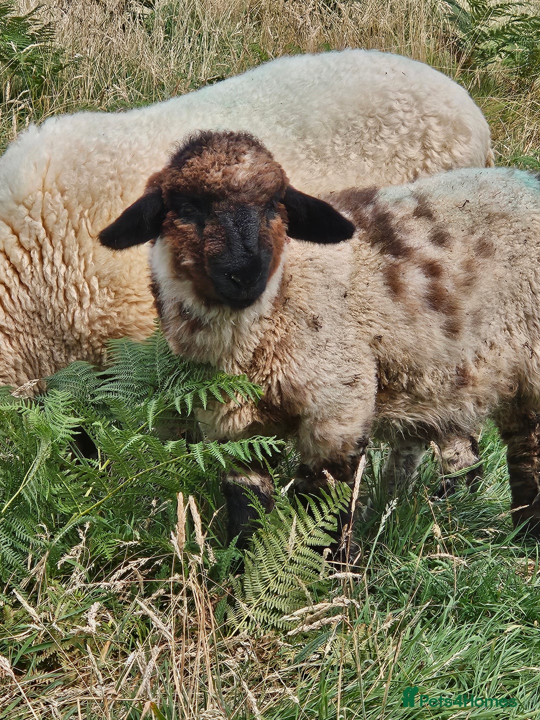 Sheep livestock for sale: Organic Swiss Valais X Suffolk lambs - Image 2