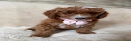 Australian Labradoodle dogs for sale: 🐶LAST 1 AVAILABLE FULL VACCINATION🐶 - Advert 30