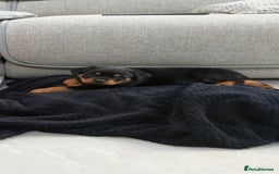 Rottweiler dogs for sale: Gorgeous male Rottweiler puppy Reggie  - Image 2