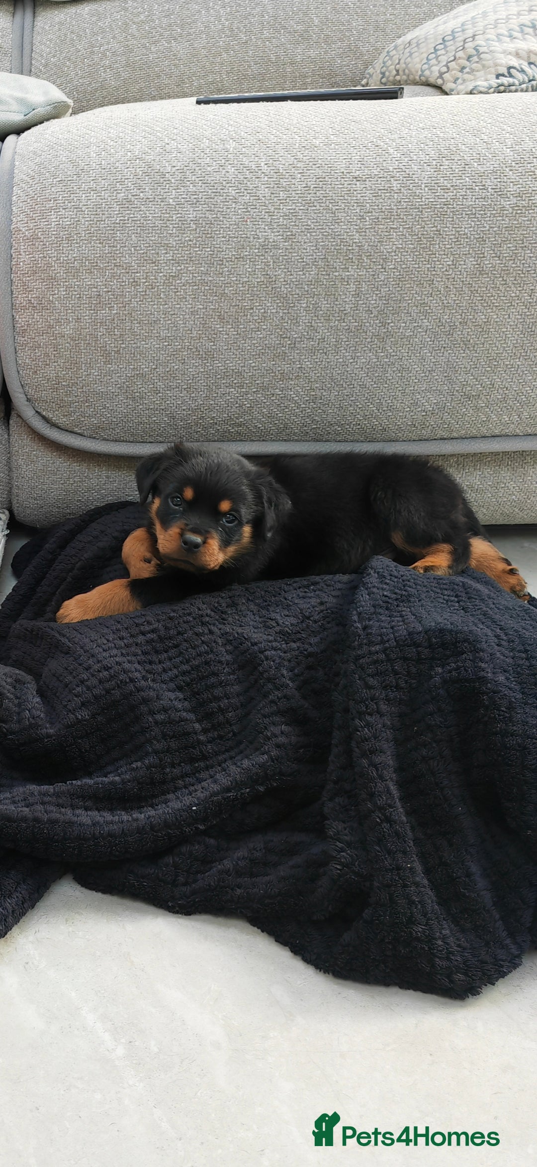 Rottweiler dogs for sale: Gorgeous male Rottweiler puppy Reggie  - Image 2