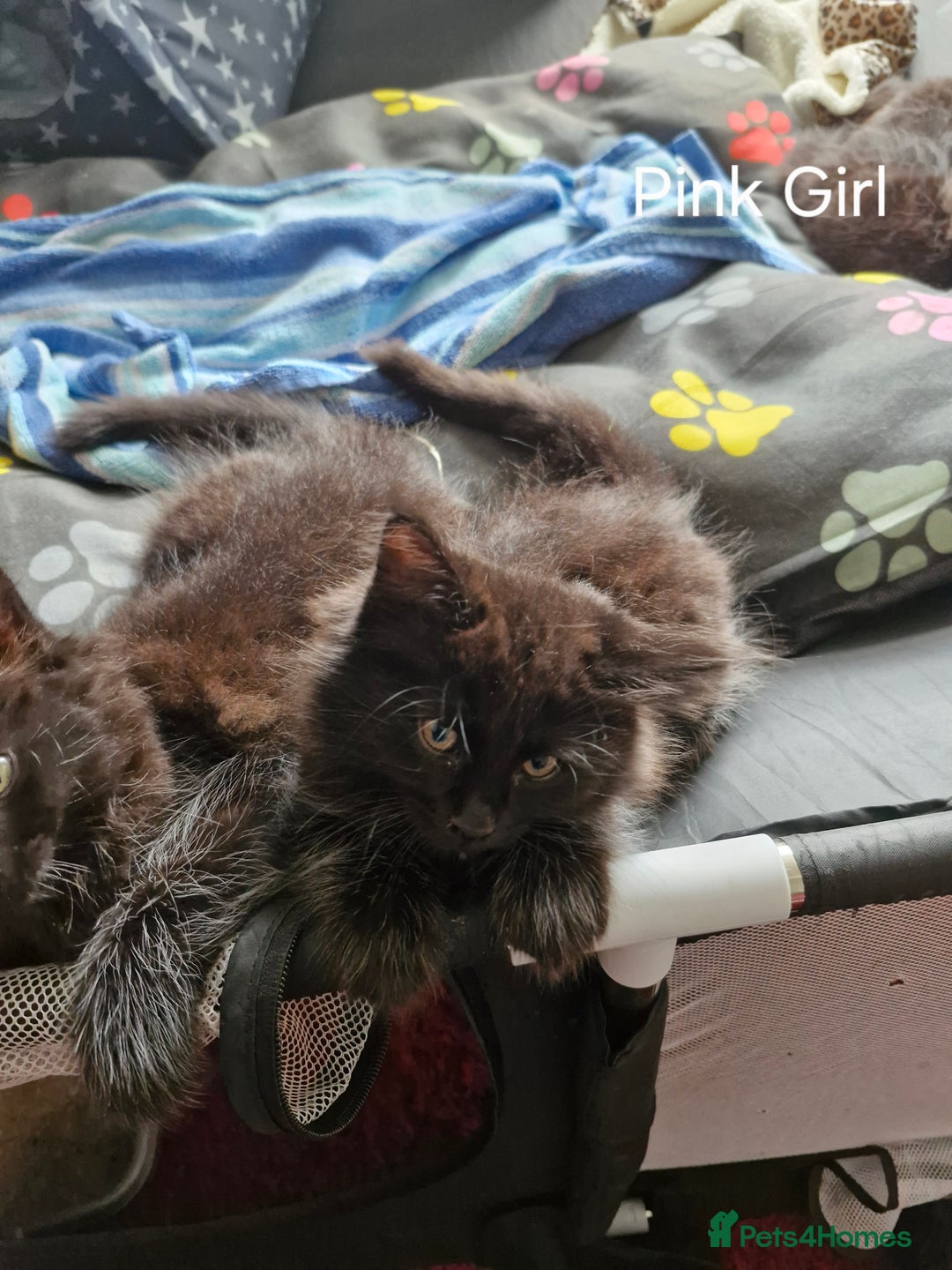 Mixed Breed cats for sale: Ragdoll x maincoon - Image 14