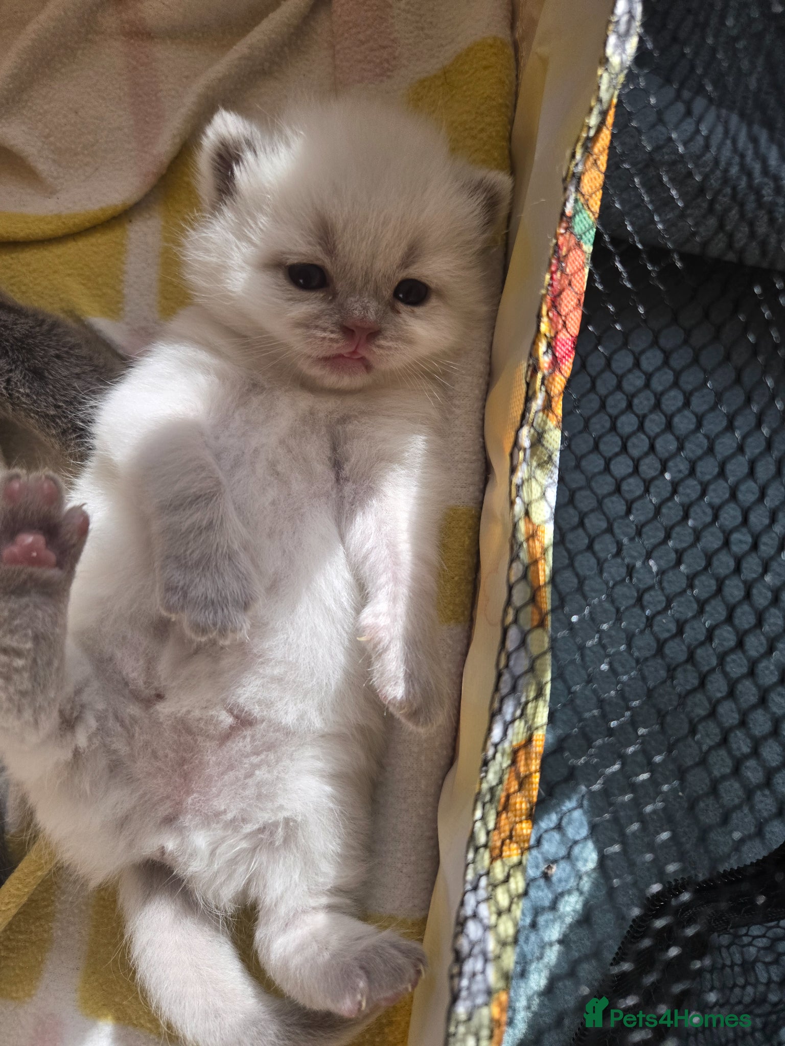 British Shorthair cats  British shorthair kittens. - Advert 5