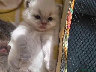 British Shorthair cats British shorthair kittens. - Advert 5