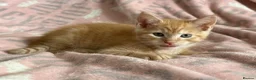 Maine Coon cats for sale: Maine Coon Cross Kittens - Advert 9