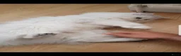 Persian cats for sale: Majestic Persian Chinchilla Kittens - Advert 5