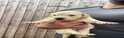 Golden Retriever dogs for sale: 🤍Cream / Platinum Golden Retriever Pups 🤍 - Advert 19