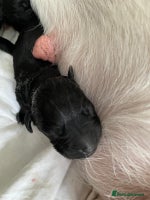 Labrador Retriever dogs - Advert 2