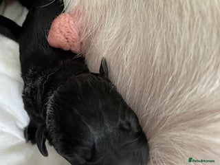 Labrador Retriever dogs Black Labrador puppies in time for ** - Advert 1