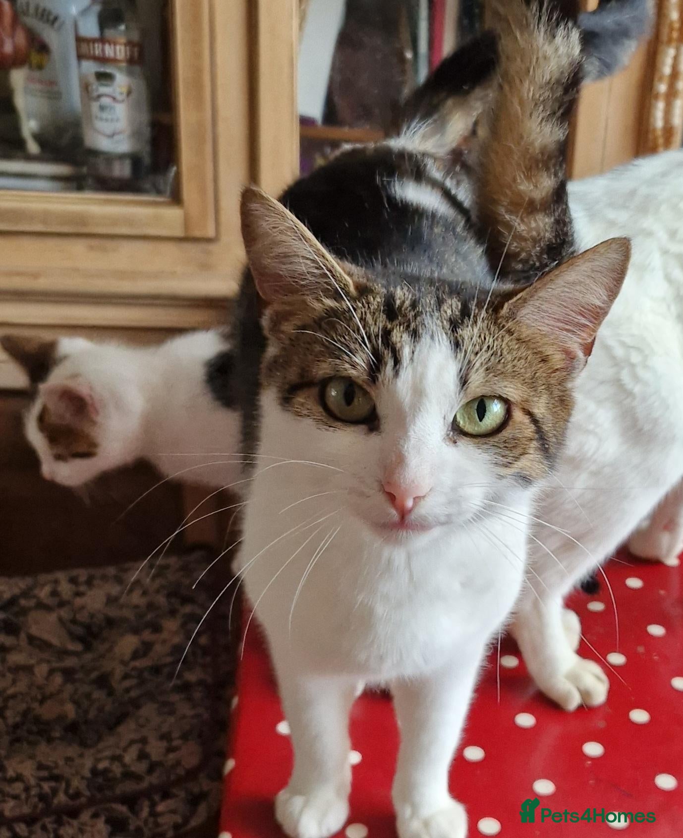 Mixed Breed cats Beautiful floofs ready now - Advert 3