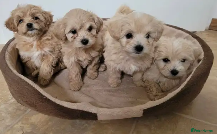Maltipoo dogs - Advert 4
