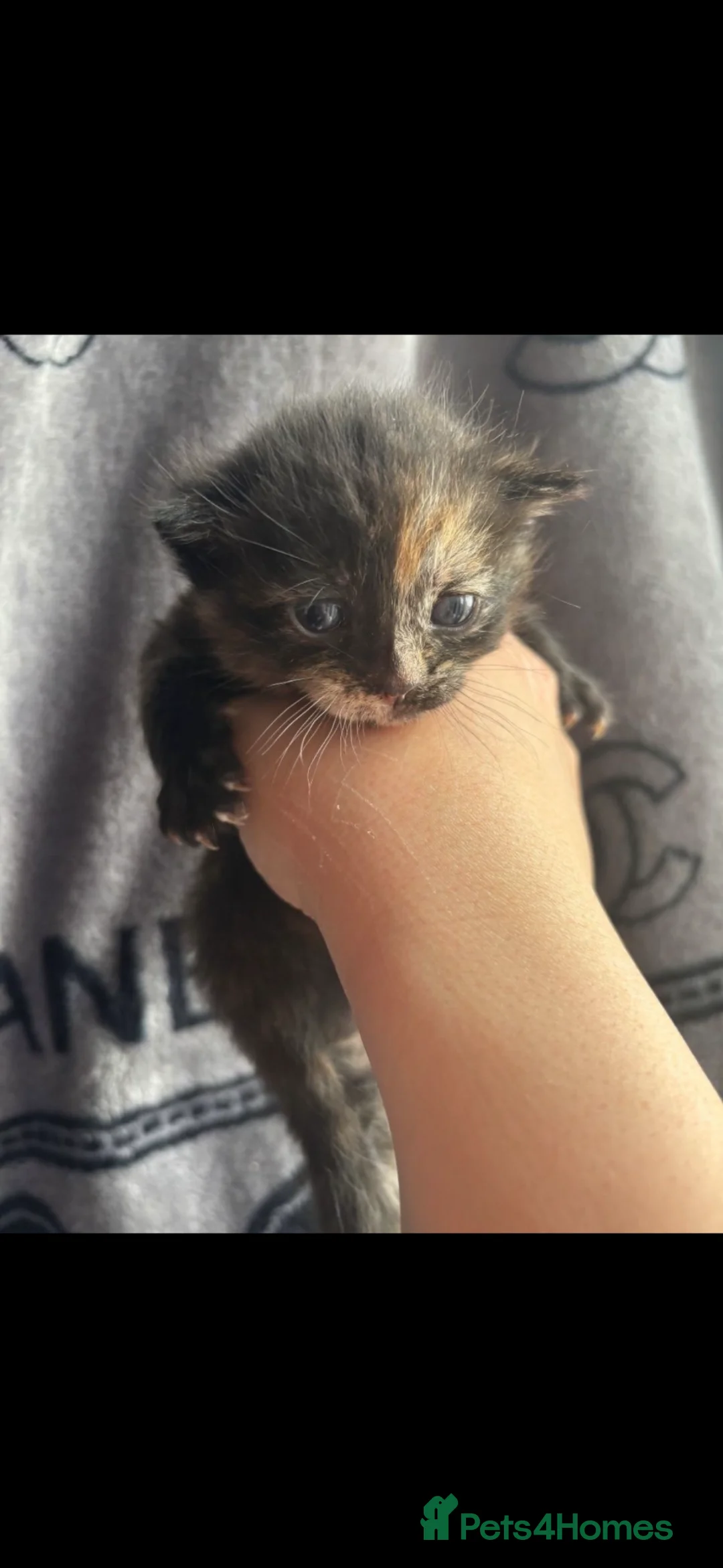 Mixed Breed cats for sale: 8 week old kittens 1 boy 3 girls  - Advert 5