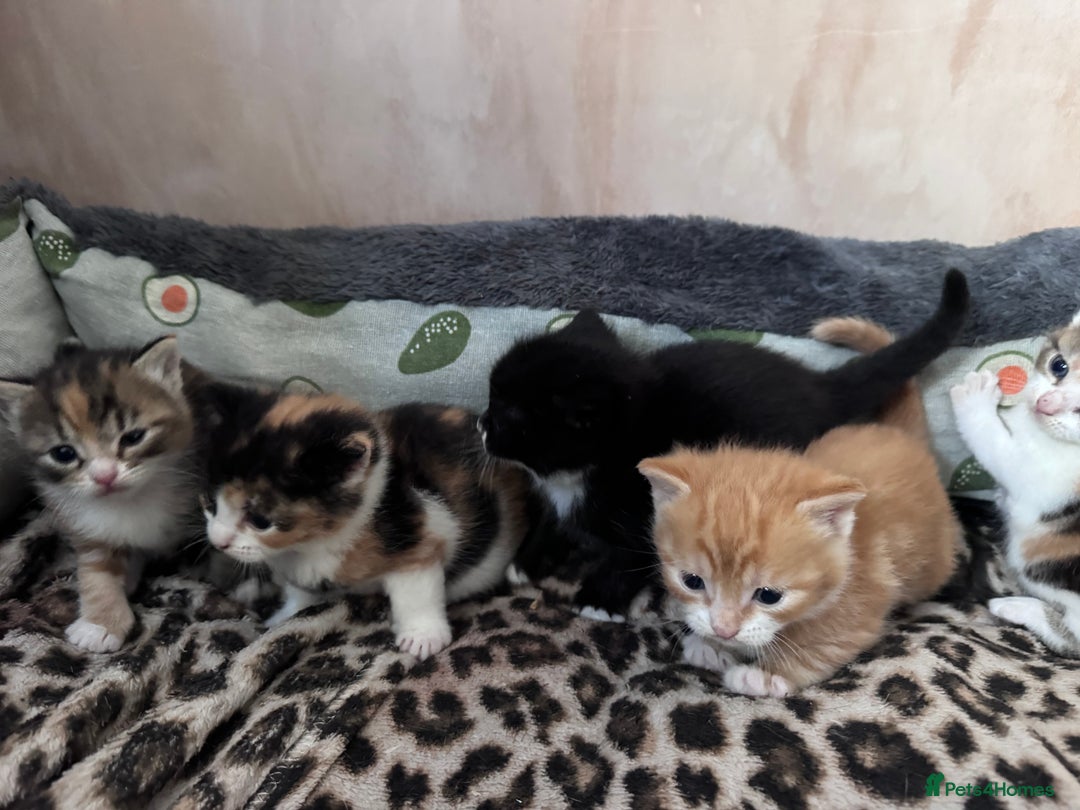 Bengal cats for sale: Beautifull kittens for sale - Image 14