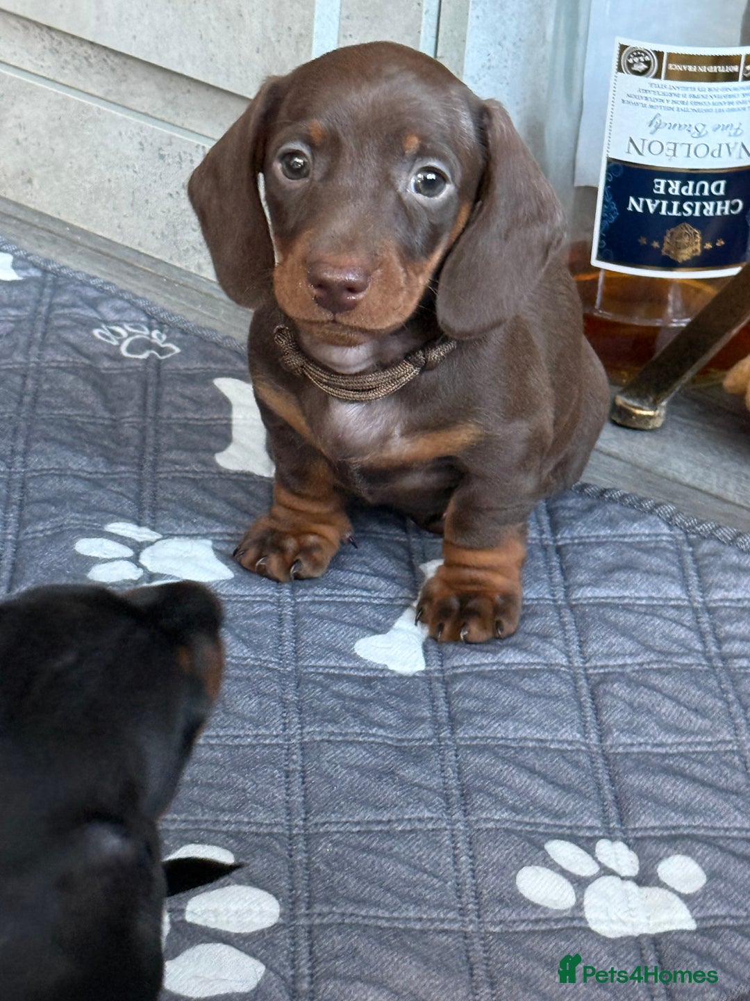 Miniature Dachshund dogs for sale: 2 x Dachshund Minis - Males - Advert 10