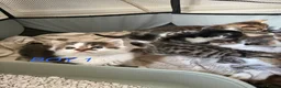 Bengal cats for sale: Bengal / Norwegian forest - Advert 33