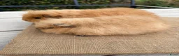 Guinea Pig rodents for sale: Pure bred Swiss baby boar guinea pigs  in Chester - Advert 8