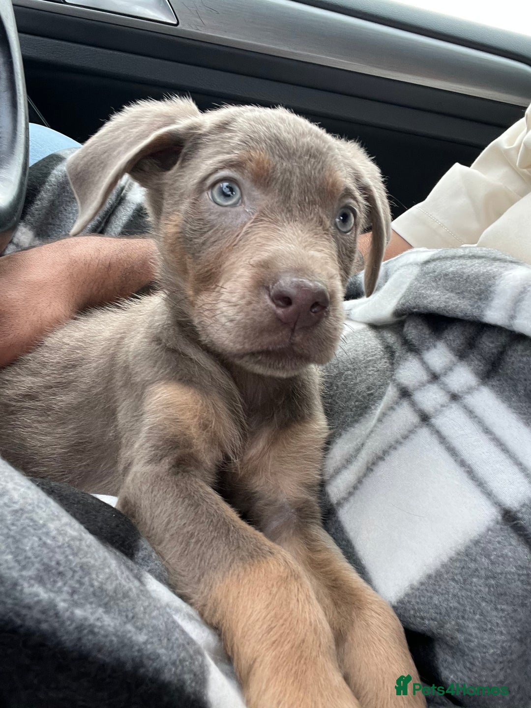Labrador Retriever dogs for sale: American Labrador puppy  - Image 1