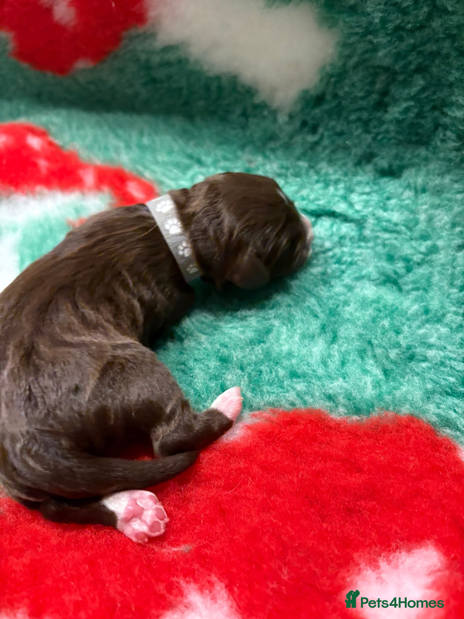 Cockapoo Puppy 1 CHOCOLATE AND WHITE 