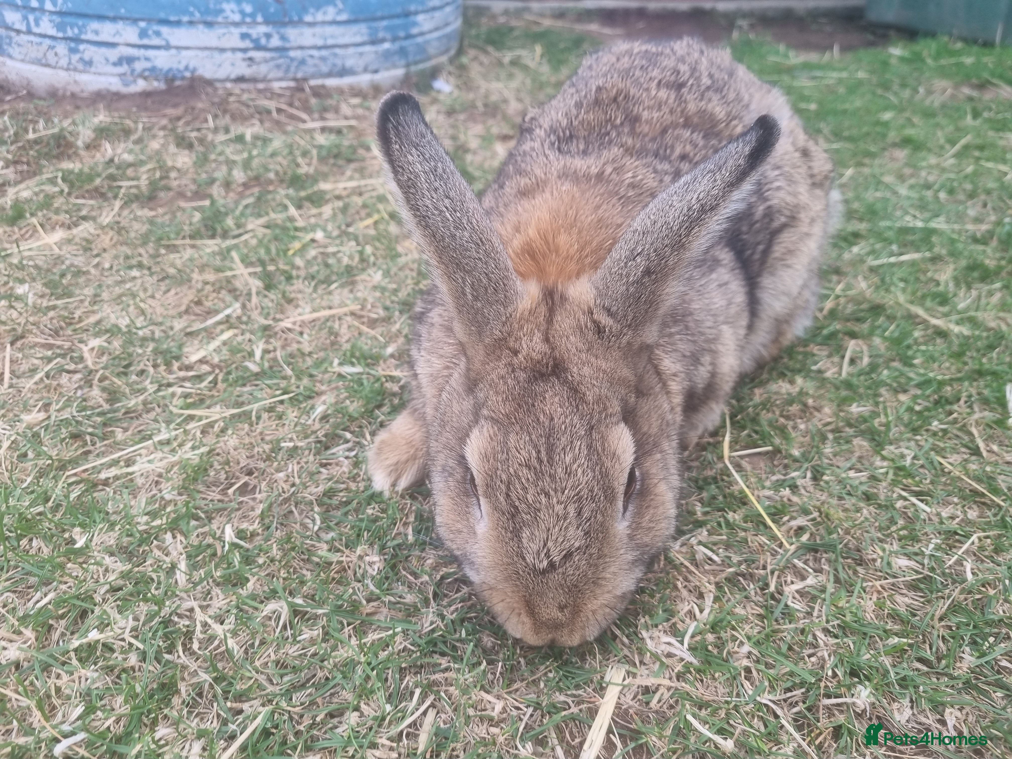 Mixed Breed rabbits Very cute bunny/rabbit called Gopslop - Advert 2