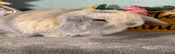 Mini Lop rabbits for sale: Gorgeous, friendly baby mini lops *vaccinated* - Advert 3