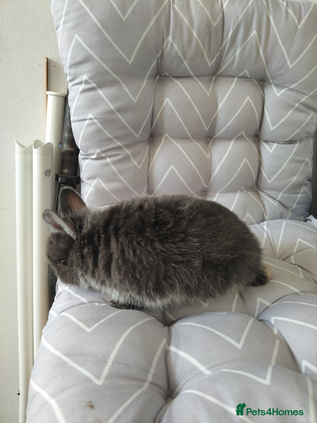 Netherland Dwarf rabbits for sale: Netherlands dwarf rabbits - Advert 1