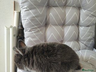 Netherland Dwarf rabbits Netherlands dwarf rabbits - Advert 2