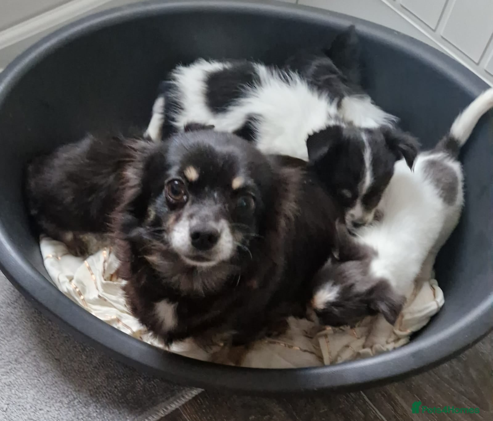 Chihuahua dogs Chihuahua puppies - Advert 3