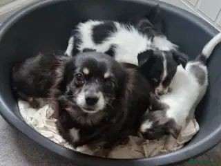 Chihuahua dogs Chihuahua puppies - Advert 3