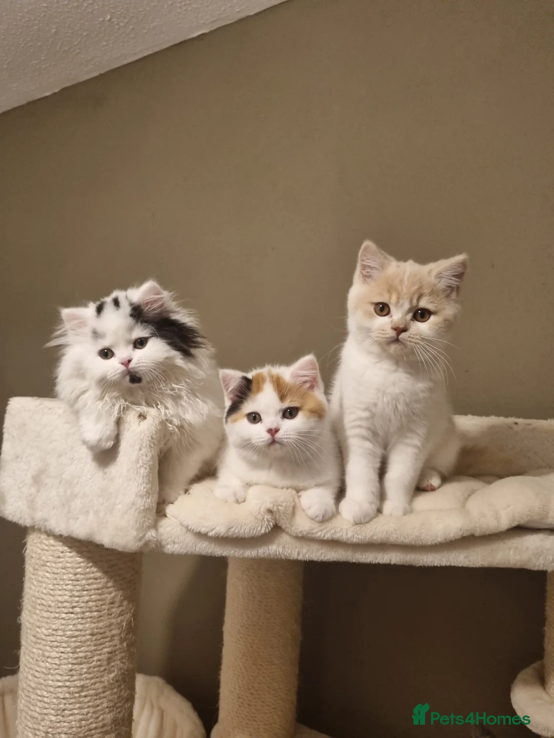 British Shorthair cats for sale: World class British Shorthair & Longhair kittens - Advert 7