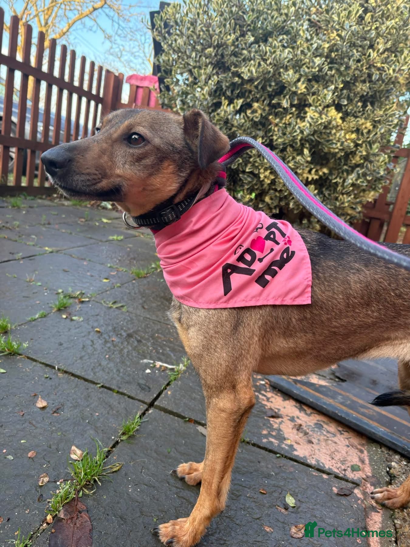 Mixed Breed dogs Flora - Norwich Norfolk  - Advert 1