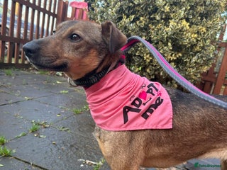 Mixed Breed dogs Flora - Norwich Norfolk - Advert 1