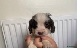 Sprocker dogs for sale: 7 Beautiful sprocker puppies  - Image 6