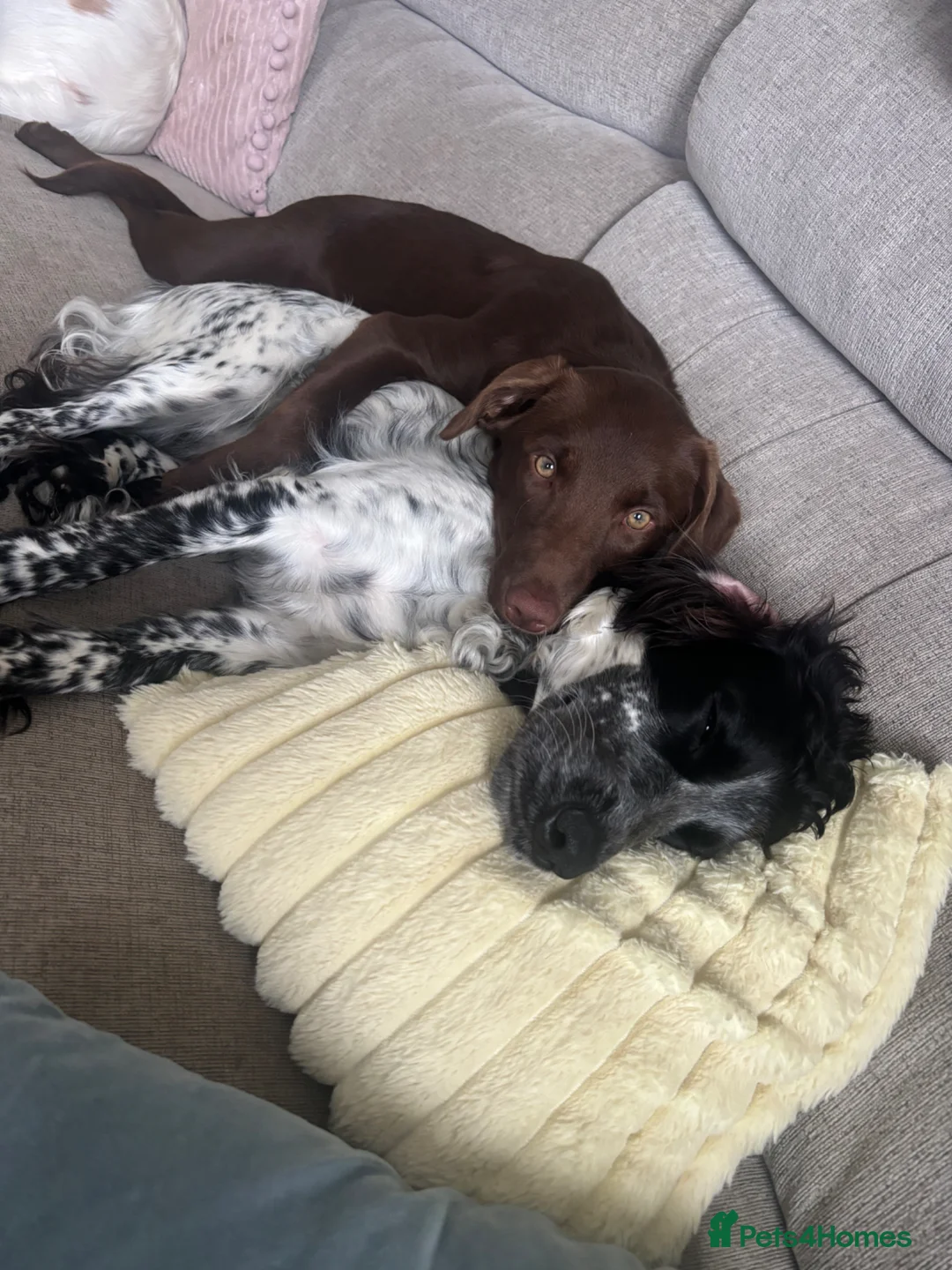 Borador dogs for sale: Lab/Collie new home - Advert 2