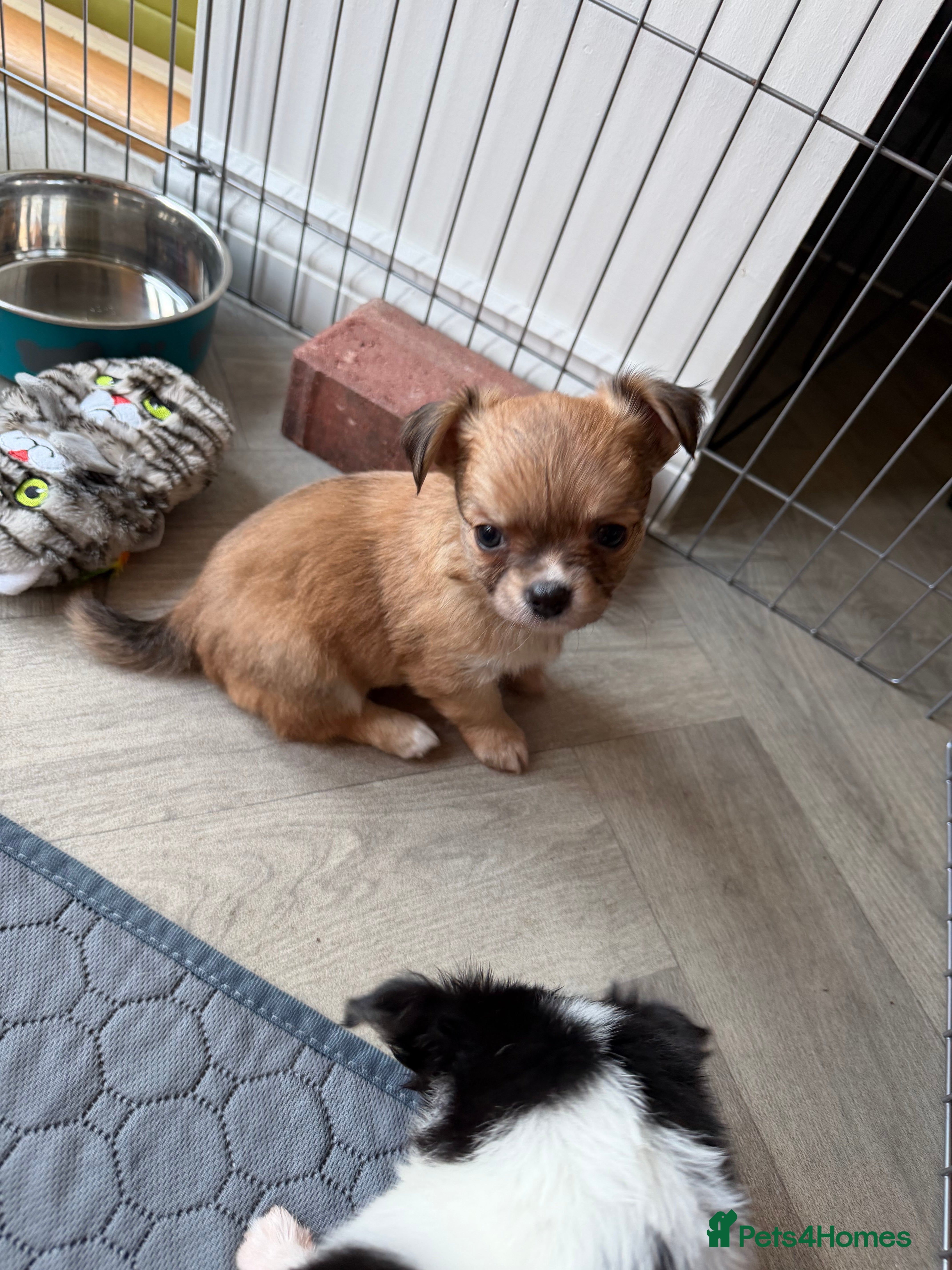 Chihuahua dogs Chihuahua pups looking for there home  - Advert 13