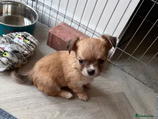 Chihuahua dogs Chihuahua pups looking for there home - Advert 13