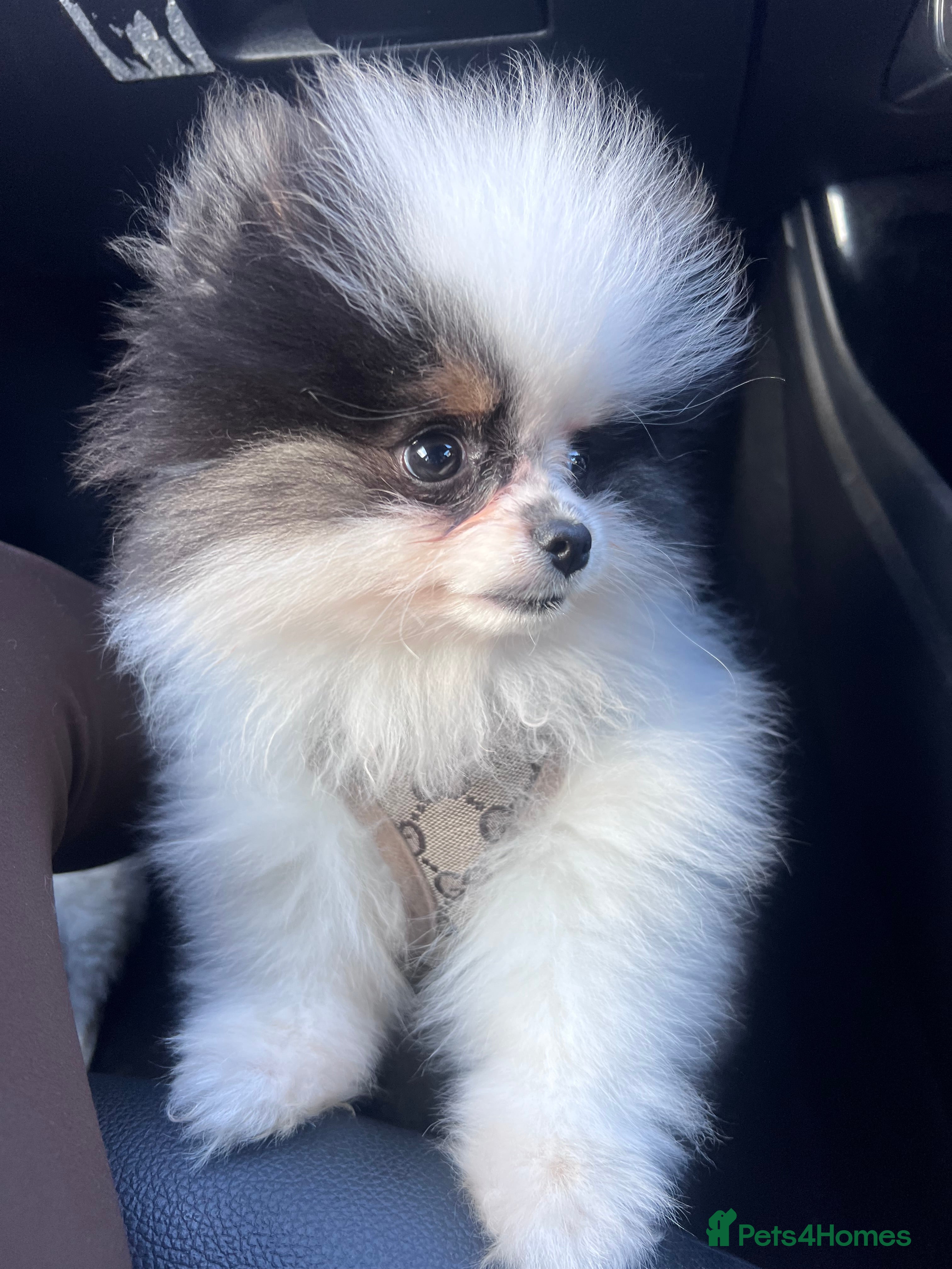 Pomeranian dogs 5 STAR POMERANIAN PUPPIES  - Advert 9