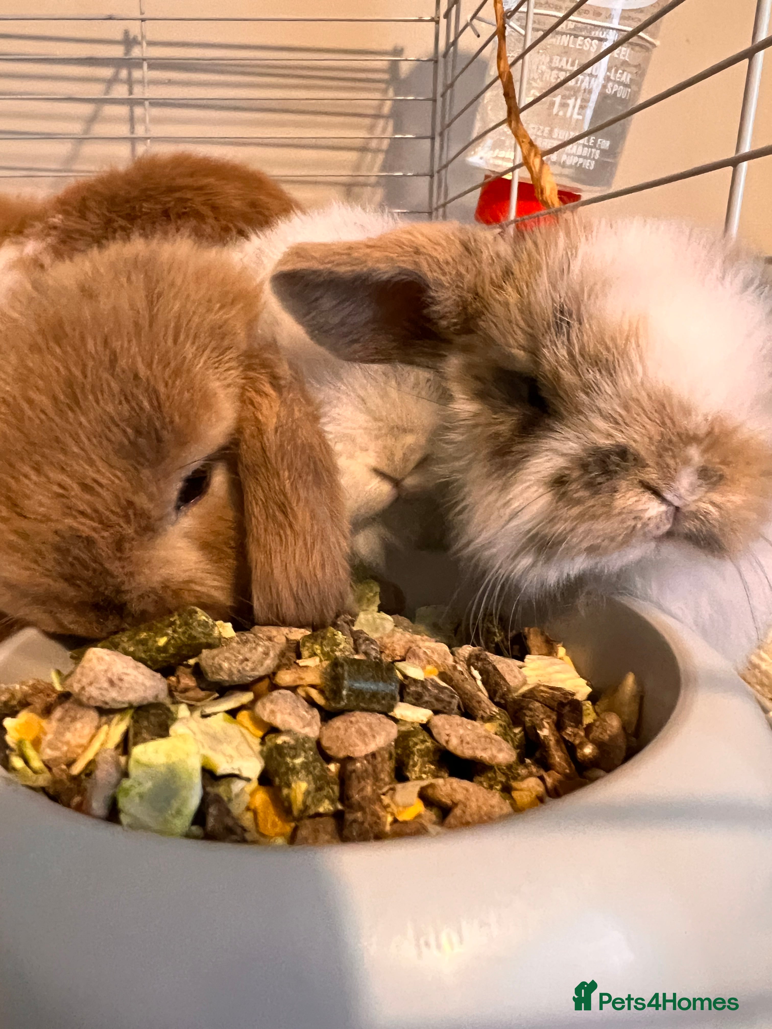 Mini Lop rabbits Mini lops for sale! Ready 5th January  - Advert 10