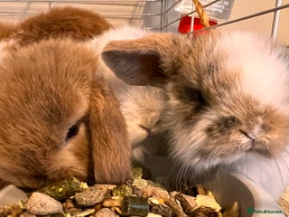 Mini Lop rabbits Mini lops for sale! Ready 5th January - Advert 1