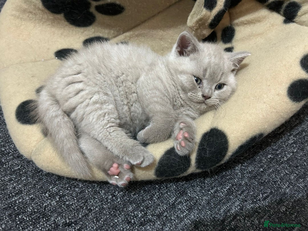 British Shorthair cats for sale: Stunning lilac BSH  - Image 31