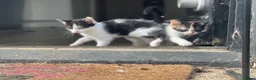 Domestic Shorthair cats for sale: Black and white kittens - Advert 11