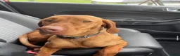 Hungarian Vizsla dogs for sale: 🐶Adorable KC Vizsla Puppies heart 💗🩵 in Machynlleth - Advert 13