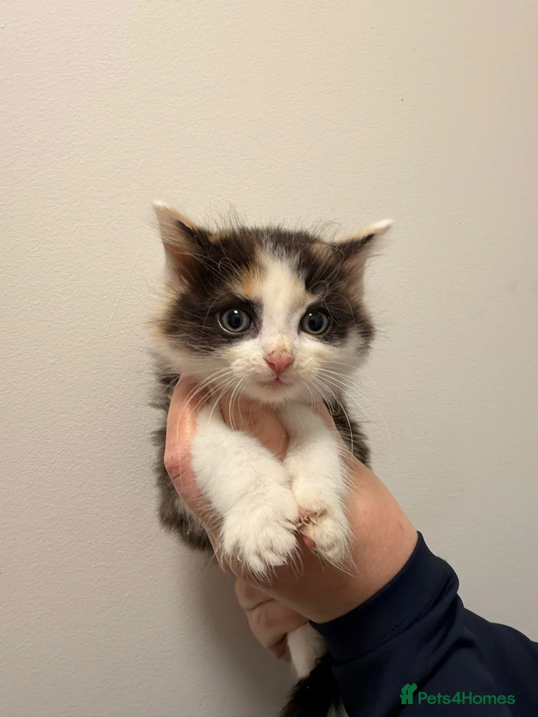 Maine Coon cats for sale: Maine coon kittens  - Advert 4