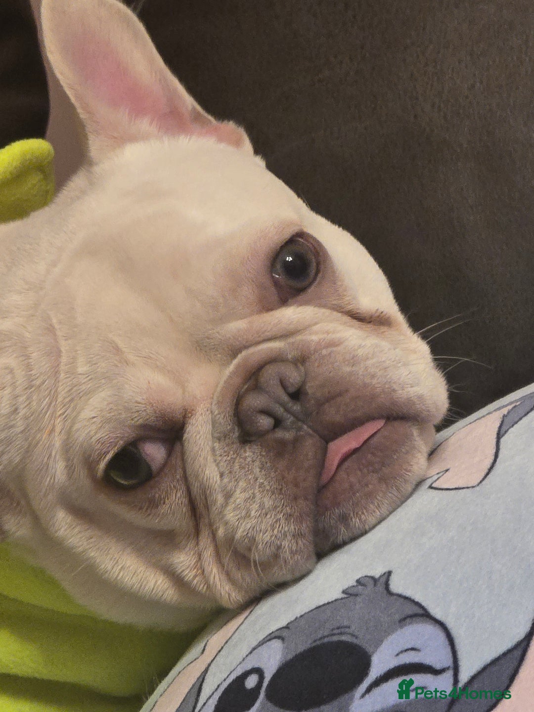 French Bulldog dogs for sale: Mylo-French Bulldog-8 months - Advert 7