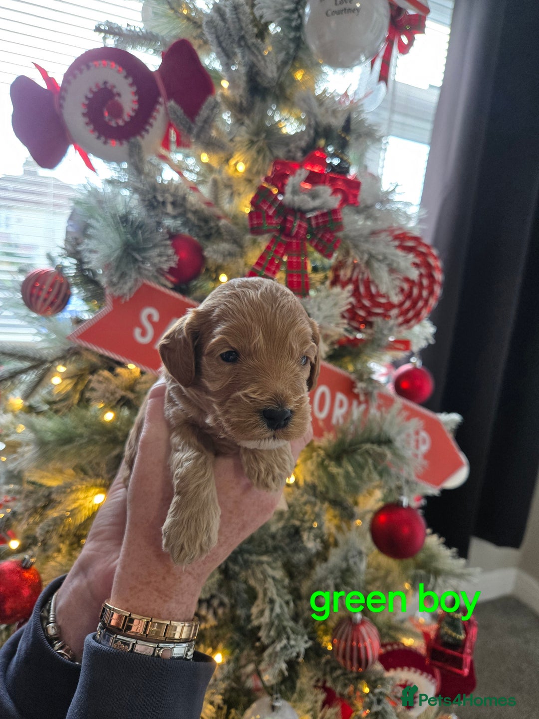 Cockapoo dogs for sale: 3 boy cockapoos  - Advert 5